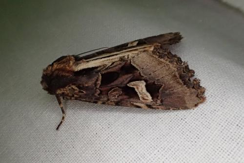 Réf. 192 514 : Trigonophora flammea